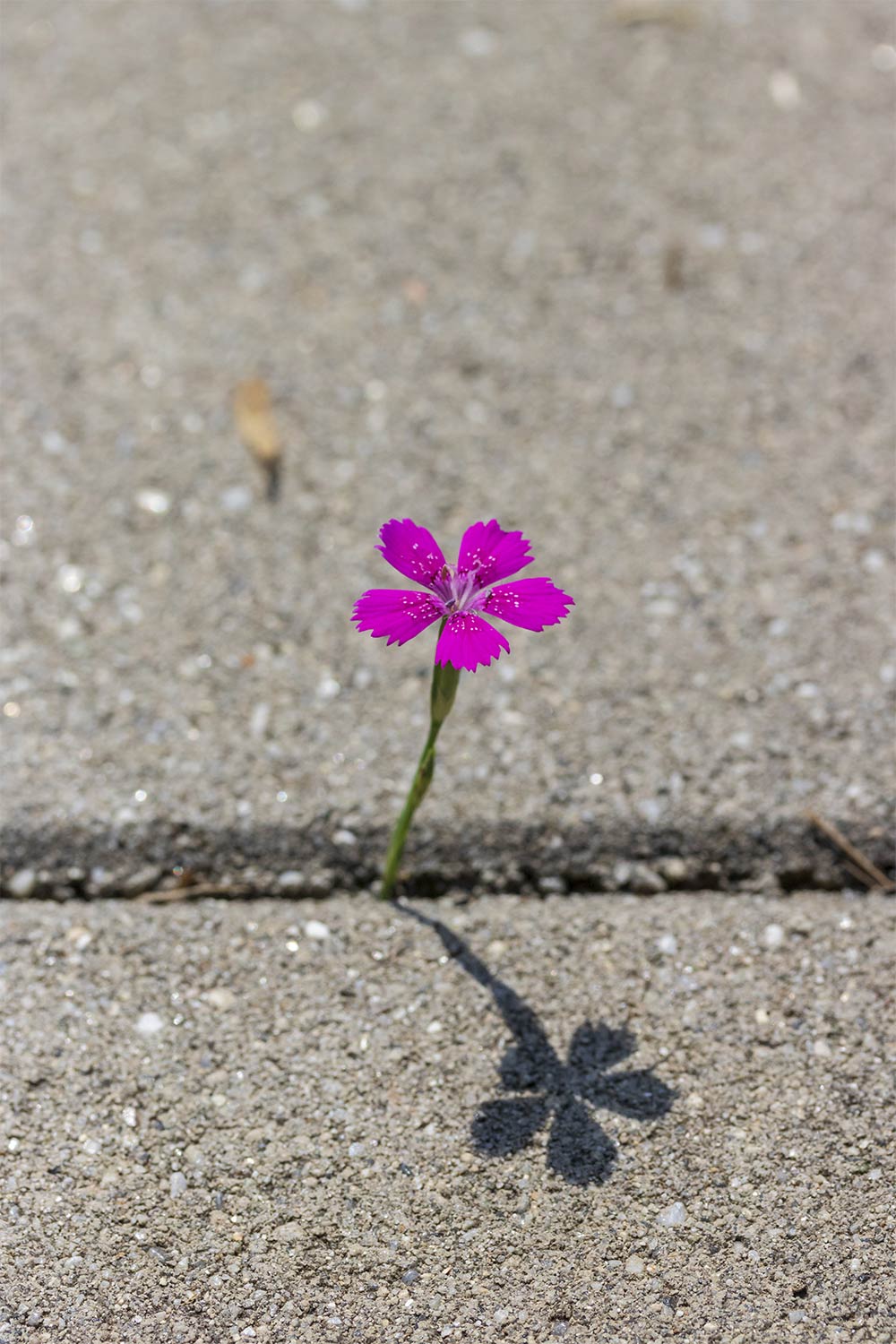 Trauma Treatment for Children and Teens